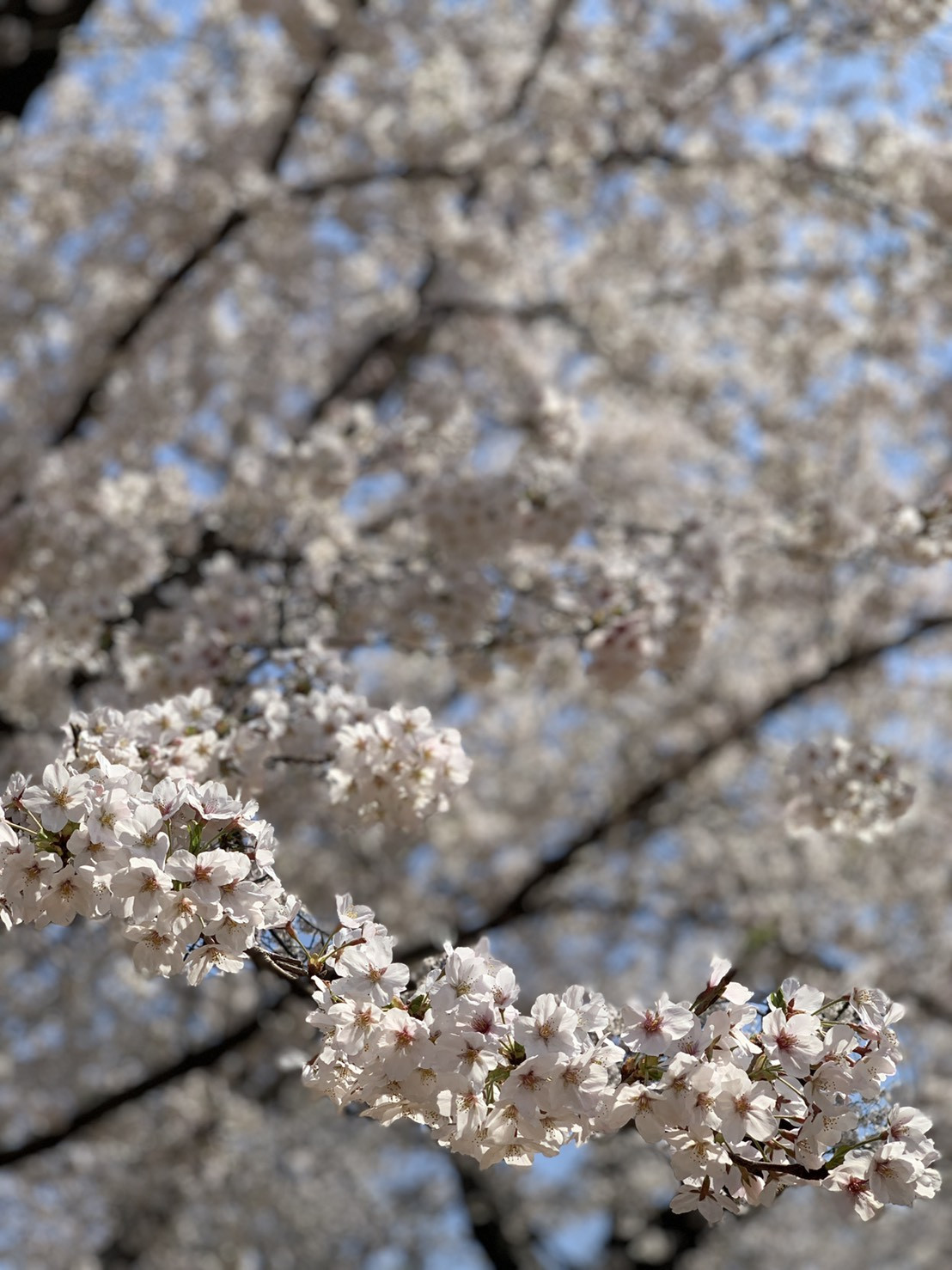 桜の季節は過ぎたけど